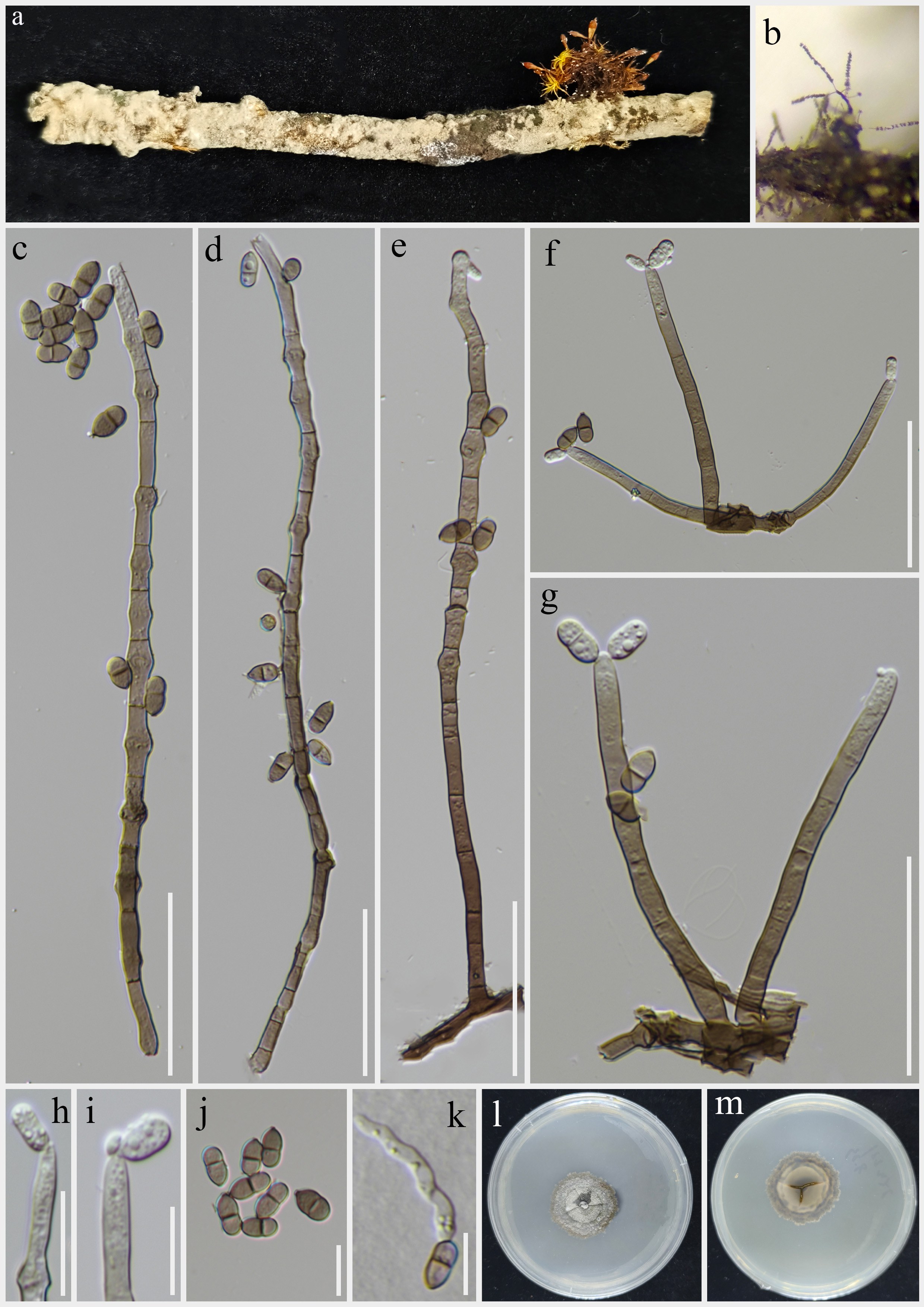 Figure 48